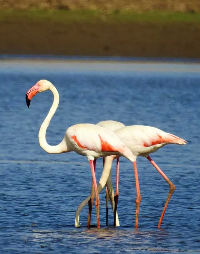 Kavish Jawai Village Resort